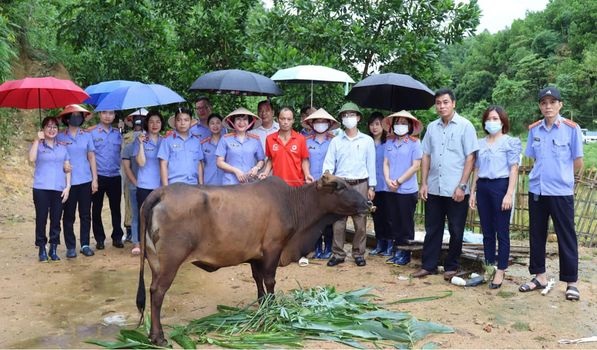 VKSND thành phố Yên Bái hỗ trợ bò giống cho hộ nghèo  tại xã Tân Thịnh, thành phố Yên Bái